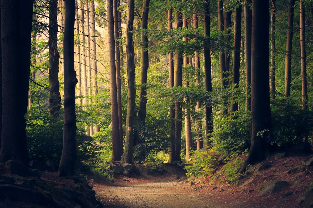 Forest in seasonal light